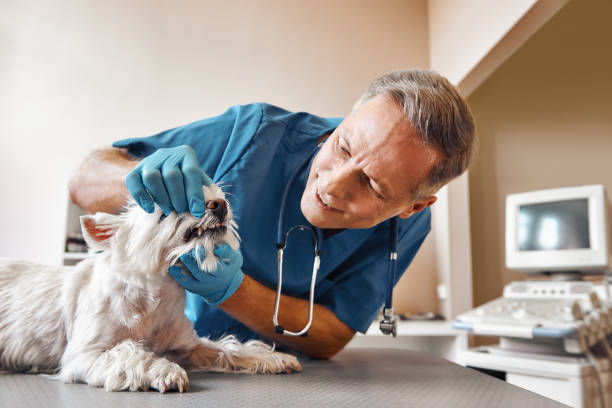 Best Emergency Wisdom Teeth Removal in Piney Point Village, TX